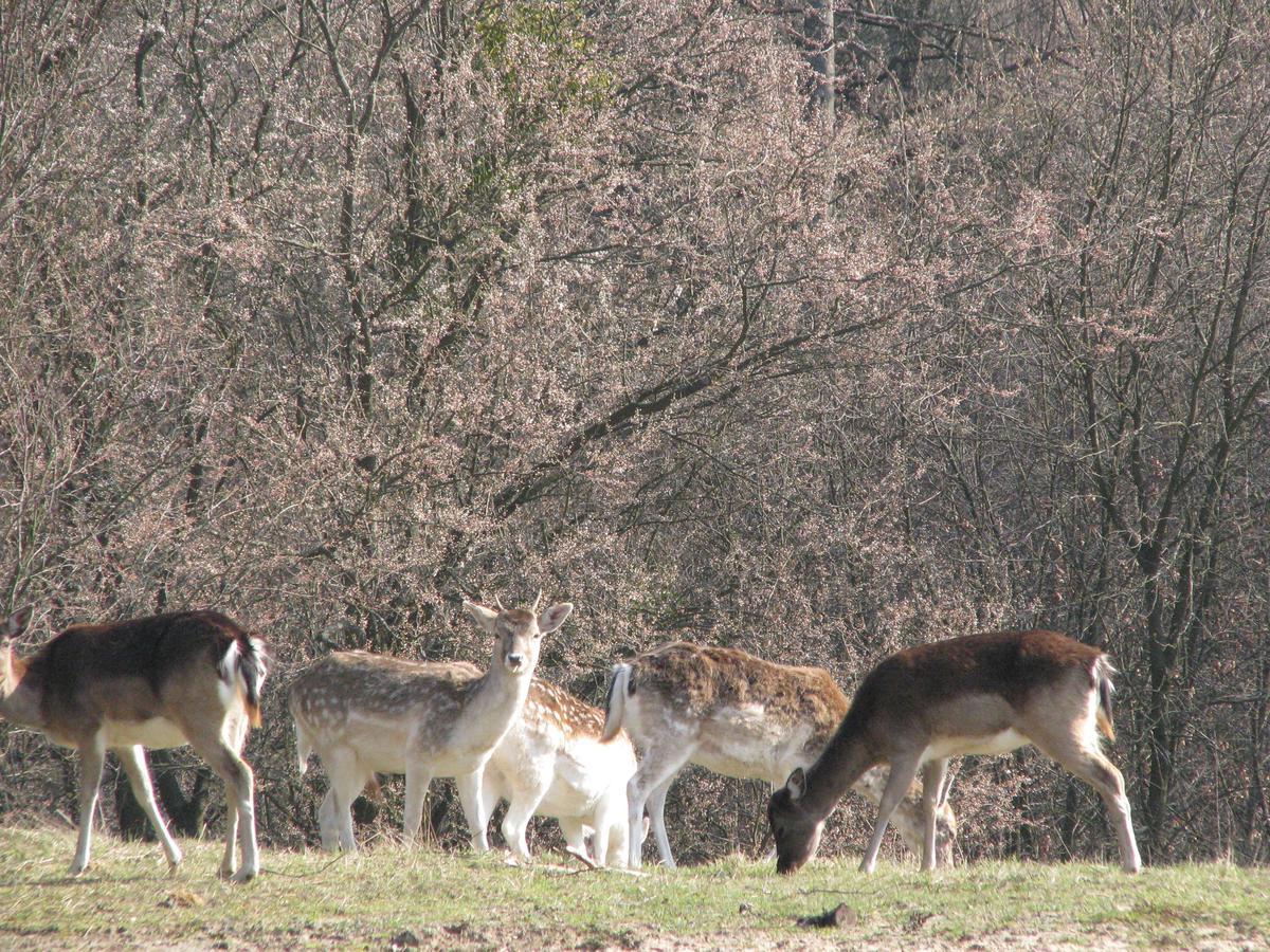 Rezydencja Nad Jeziorem Pestkownica Exteriör bild