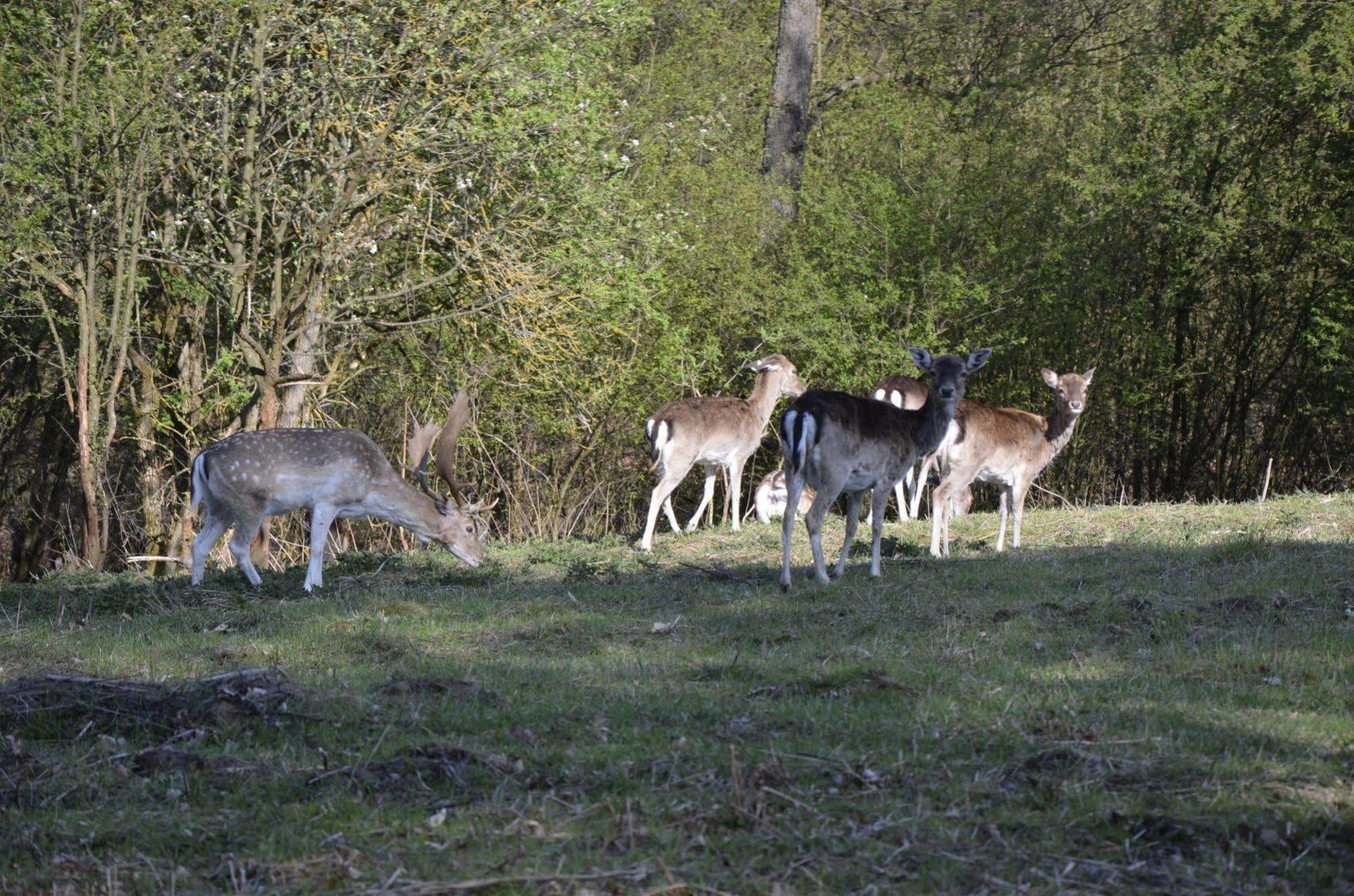 Rezydencja Nad Jeziorem Pestkownica Exteriör bild